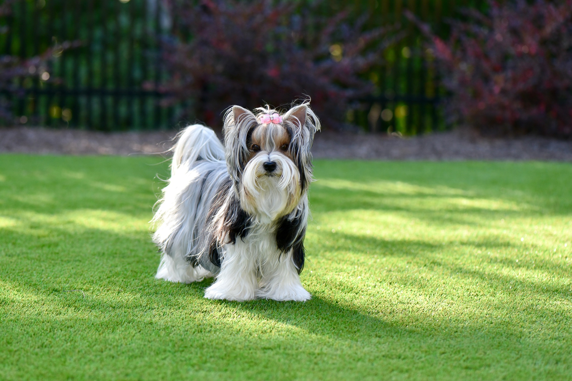 Pet turf installation for Frisco TX family with dogs