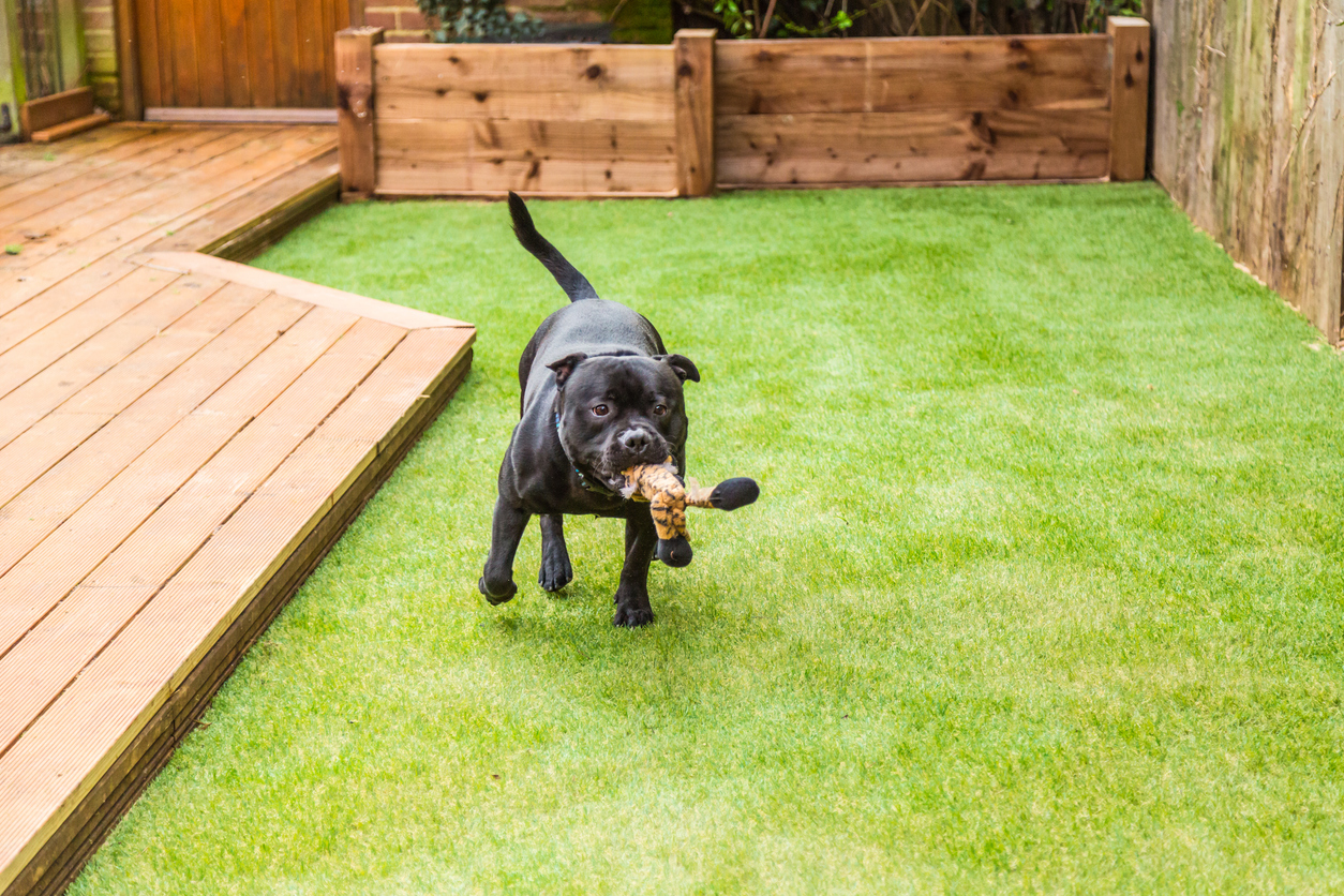 Dog playing on pet-friendly artificial turf backyard installation