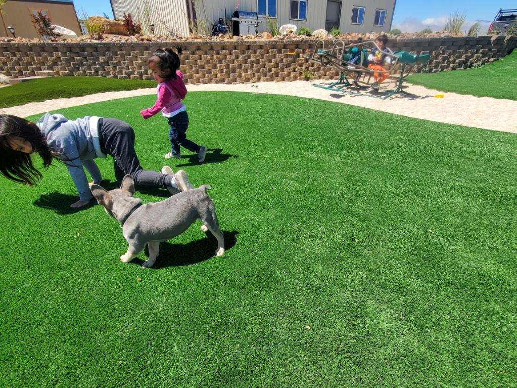 Pet turf artificial grass backyard for dogs and kids to play - Green Forever Turf Texas
